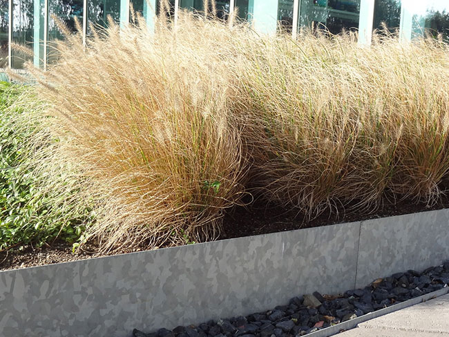 galvanised steel edging used as raised bed
